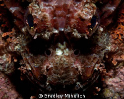 A close up of a scorpion fish.  
Canon 450D
90mm macro by Bradley Mihelich 